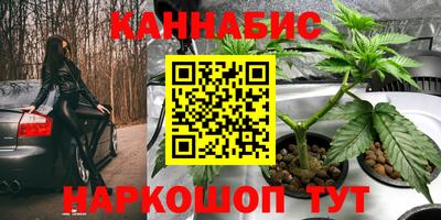 шишки Гай