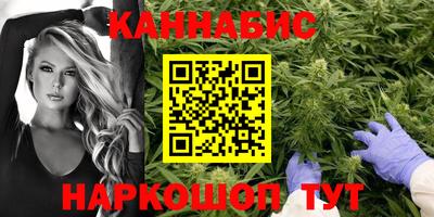 шишки Гай